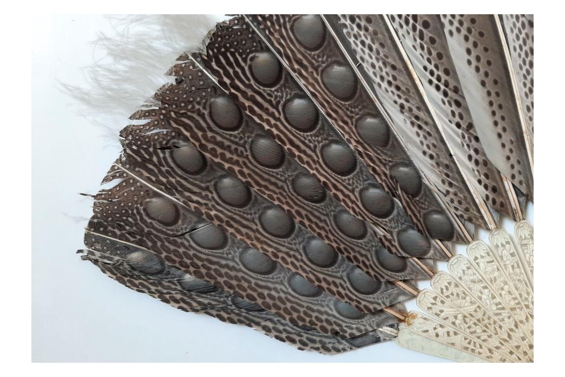 Argus, feather fan, China circa 1850