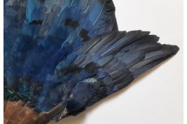 Oiseau bleu, éventail Duvelleroy (?)  vers 1922