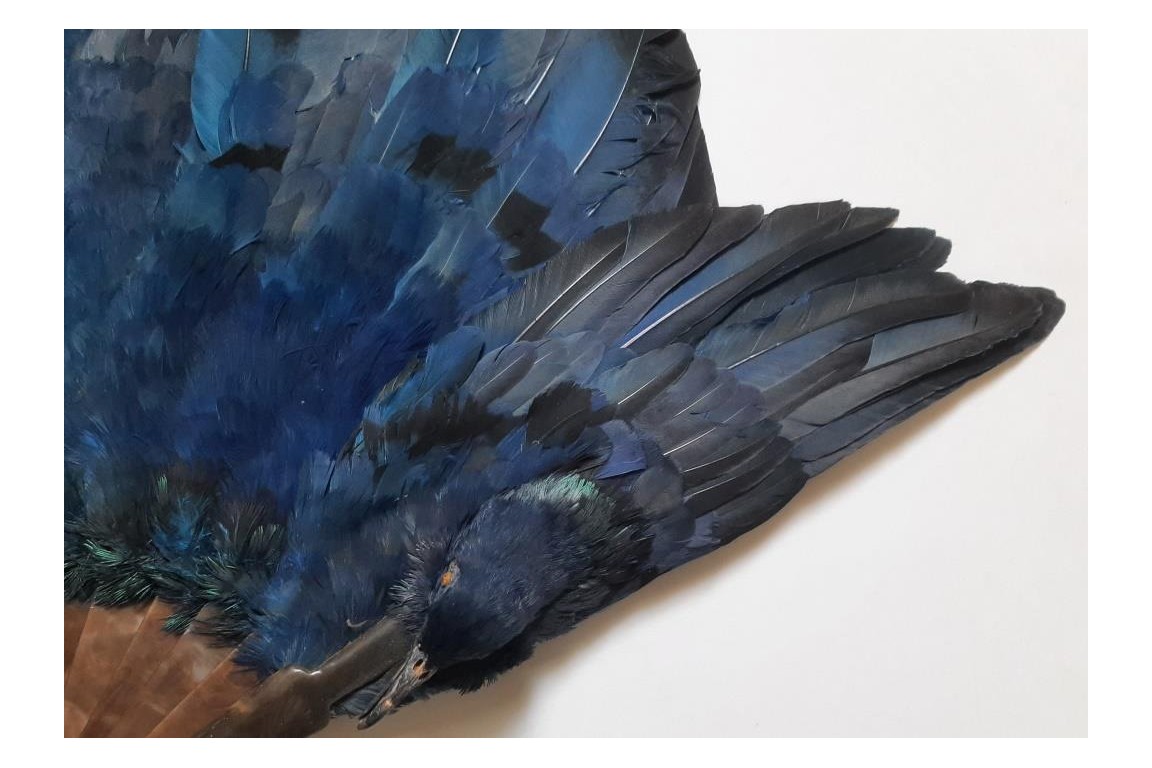 Oiseau bleu, éventail Duvelleroy (?)  vers 1922