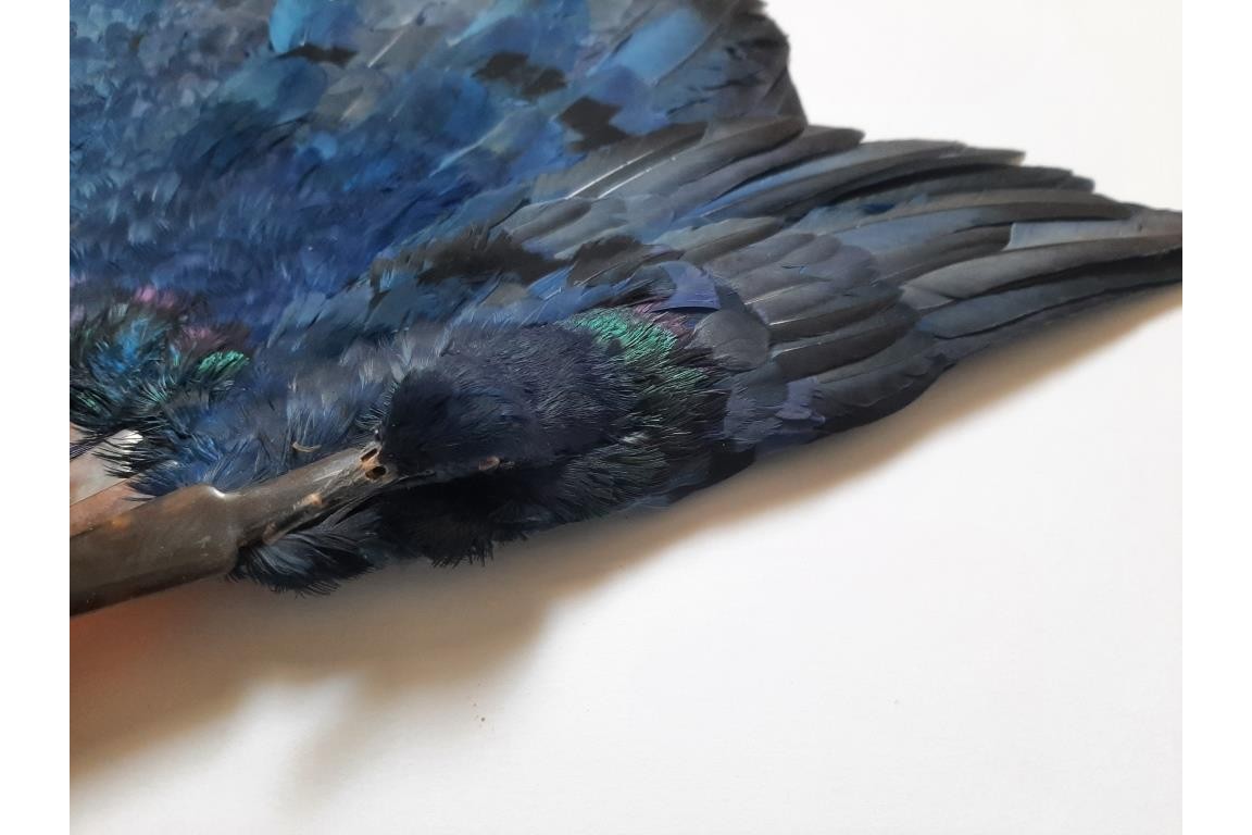Oiseau bleu, éventail Duvelleroy (?)  vers 1922
