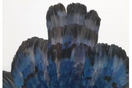 Oiseau bleu, éventail Duvelleroy (?)  vers 1922