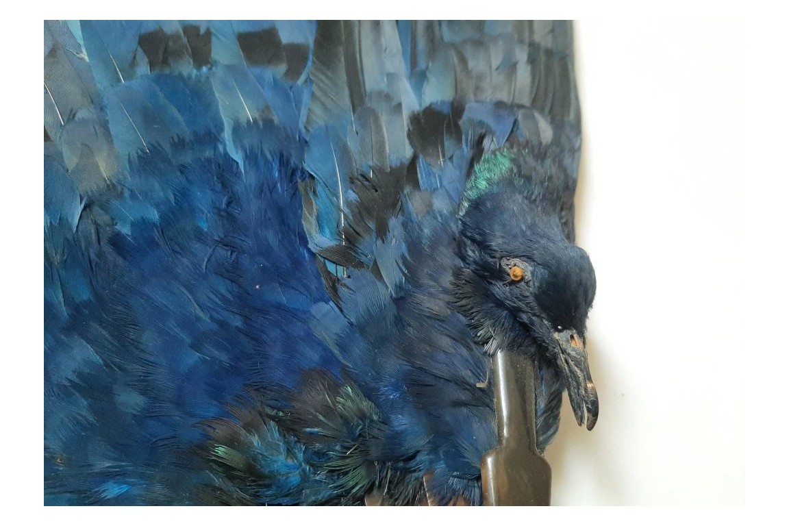 Oiseau bleu, éventail Duvelleroy (?)  vers 1922