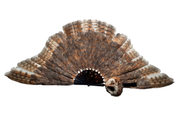 The owl, fan circa 1900