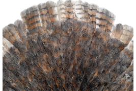 The owl, fan circa 1900