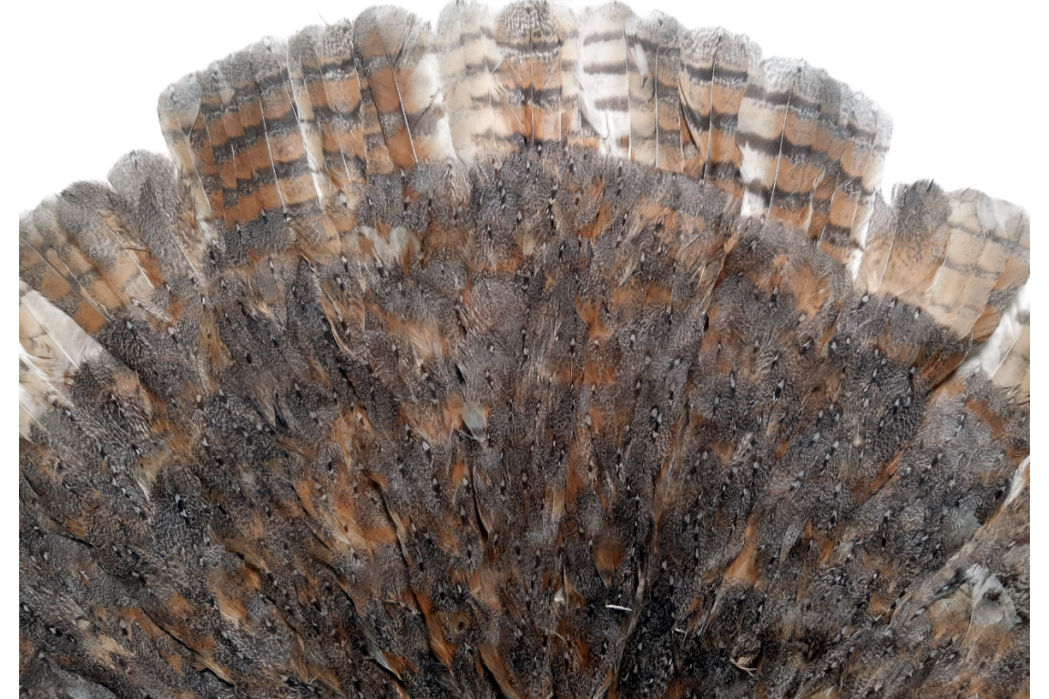 La chouette, éventail vers 1900