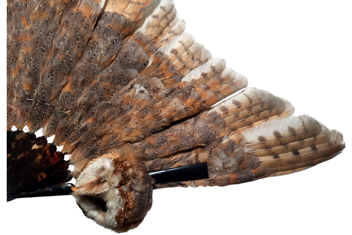 The owl, fan circa 1900