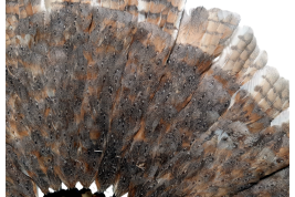 The owl, fan circa 1900