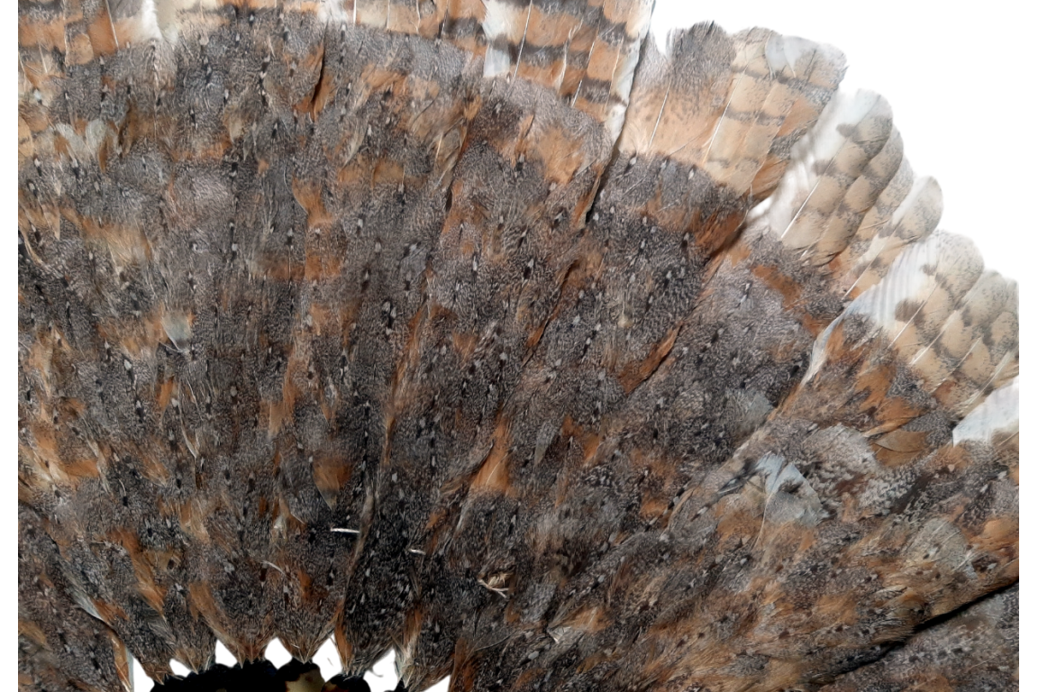 The owl, fan circa 1900