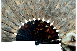 The owl, fan circa 1900