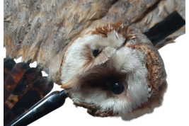 The owl, fan circa 1900