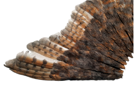 The owl, fan circa 1900