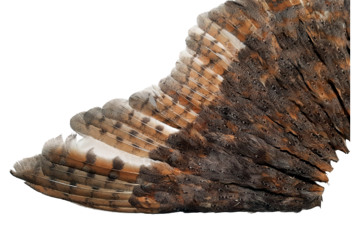 The owl, fan circa 1900