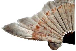 The owl, fan circa 1900