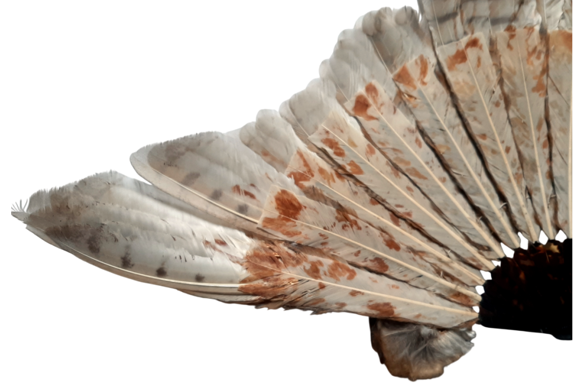 The owl, fan circa 1900