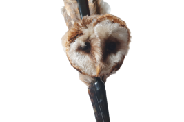 The owl, fan circa 1900