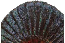 Himalayan monal, feather fan, circa 1900