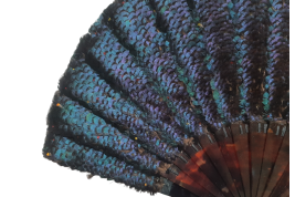 Lophophore, éventail en plumes vers 1900