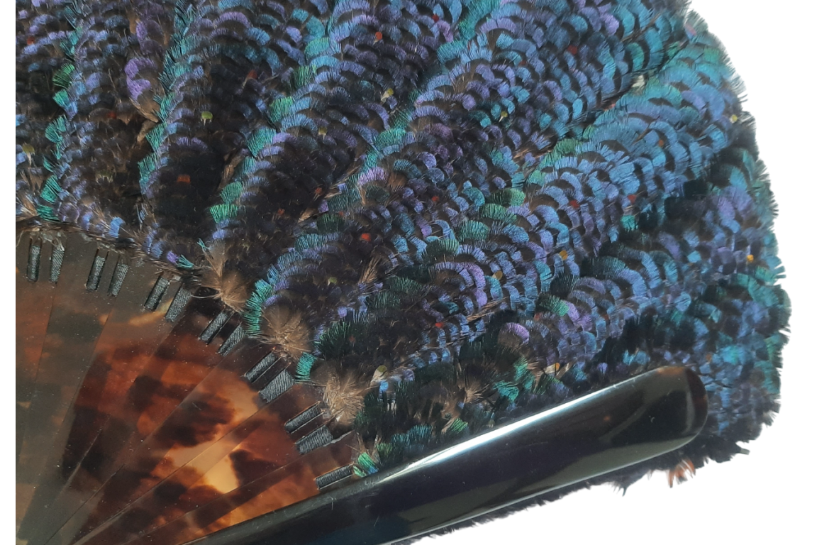 Himalayan monal, feather fan, circa 1900