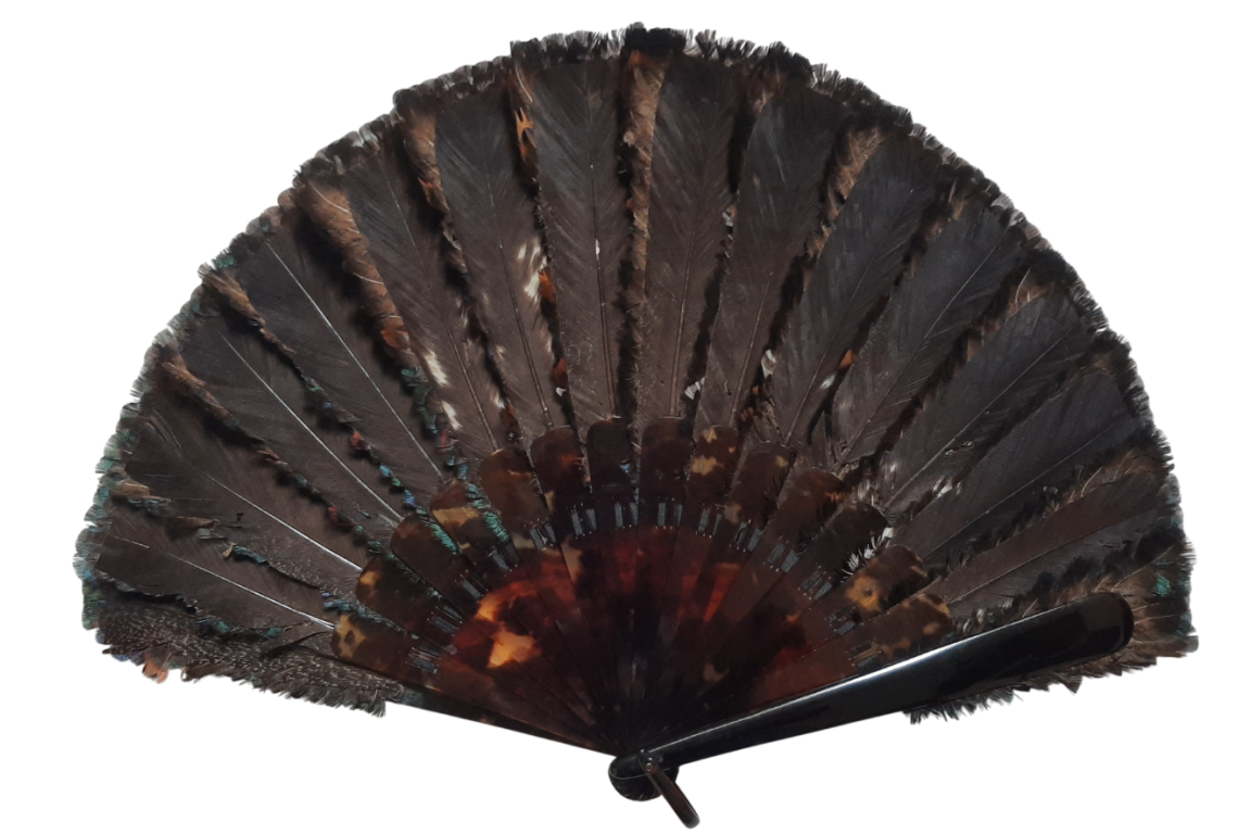 Himalayan monal, feather fan, circa 1900