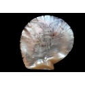 Trouville kids, mother of pearl shell, Belle Epoque period