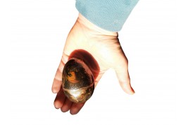 Vernis Martin egg, 18th century